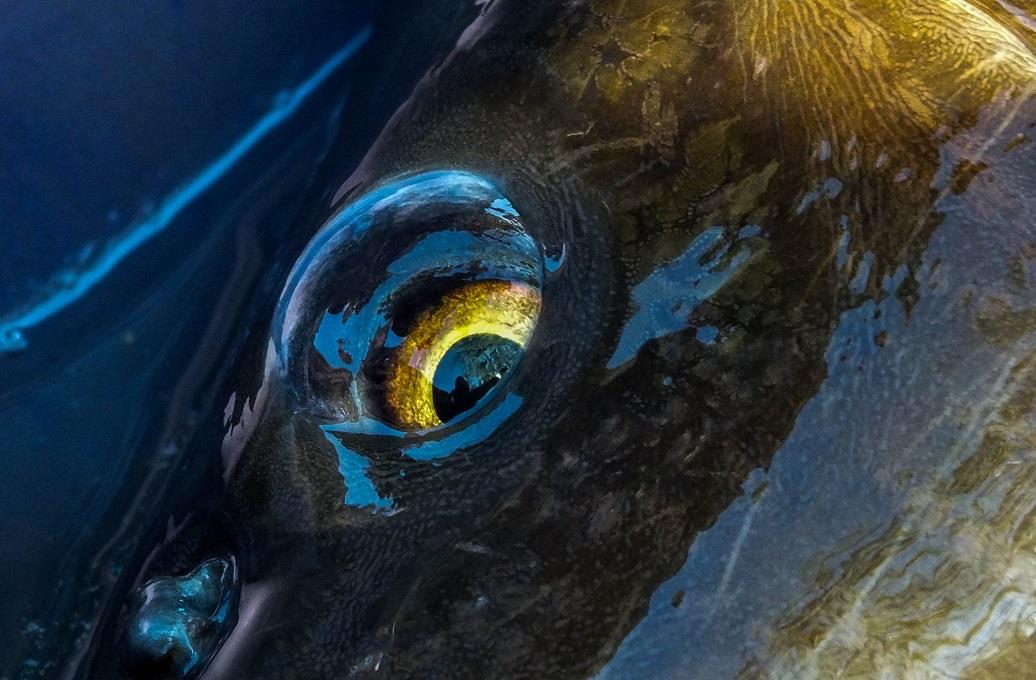 Stop braconaj! ANPA face precizari in legatura cu ordonanta militara care acorda drept de circulatie pentru persoanele care se ocupa cu pescuitul comercial.